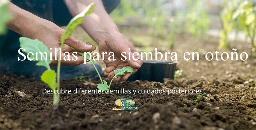 Semillas para siembra en Otoño