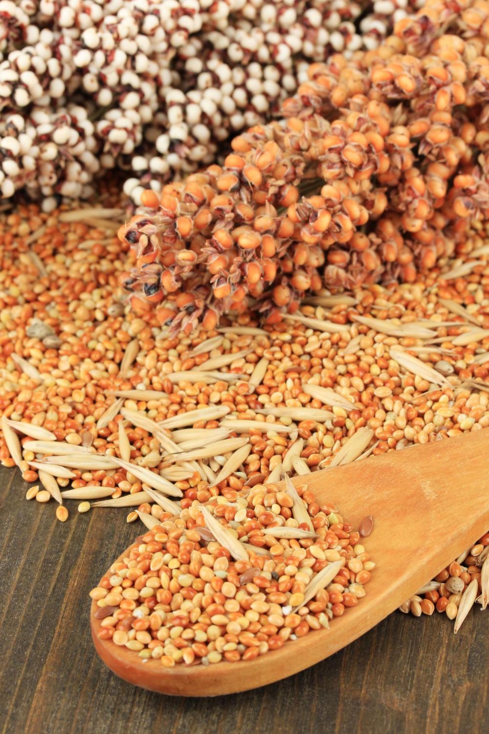 semillas para siembra