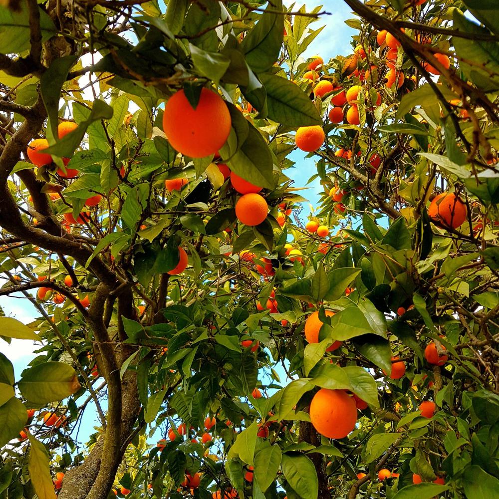 productos para agricultura en la nucia
